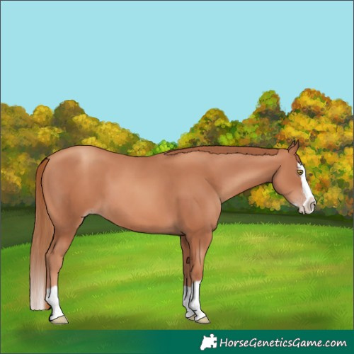 Horse Color:Gold Champagne Splash
