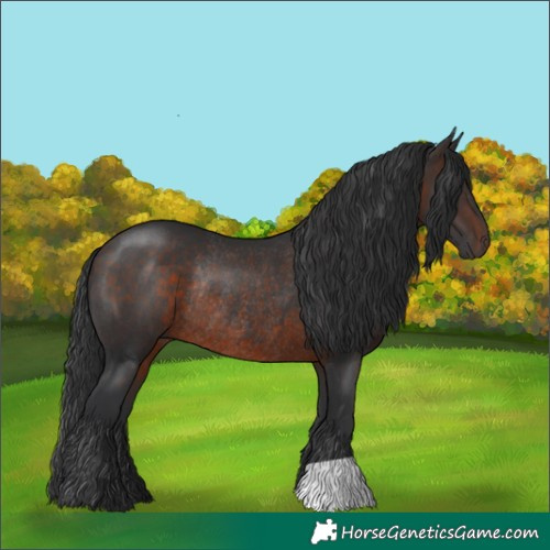 Horse Color:Brown Rabicano