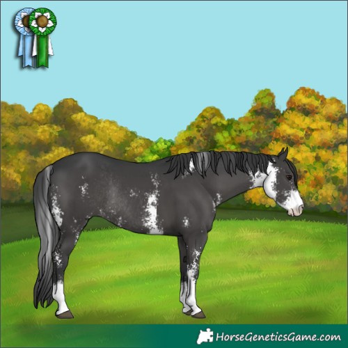 Horse Color:Black Sabino Rabicano