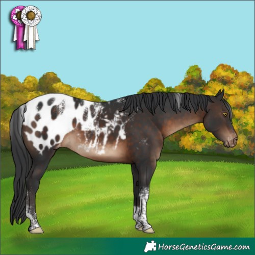 Horse Color:Powder White Brown Tobiano Appaloosa 