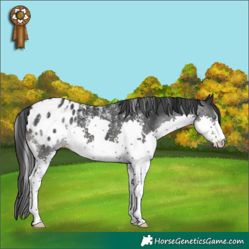 Horse Color:Powder White Black Splash Appaloosa 