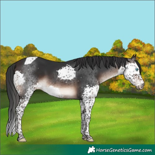 Horse Color:Brown Splash Tobiano 