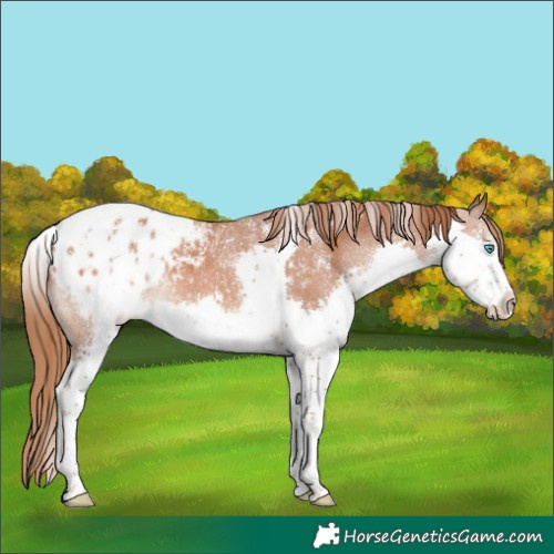 Horse Color:Powder White Chestnut Splash Tobiano Appaloosa