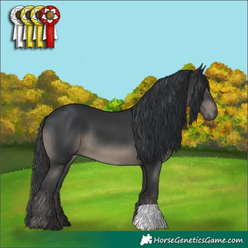 Horse Color:Black 