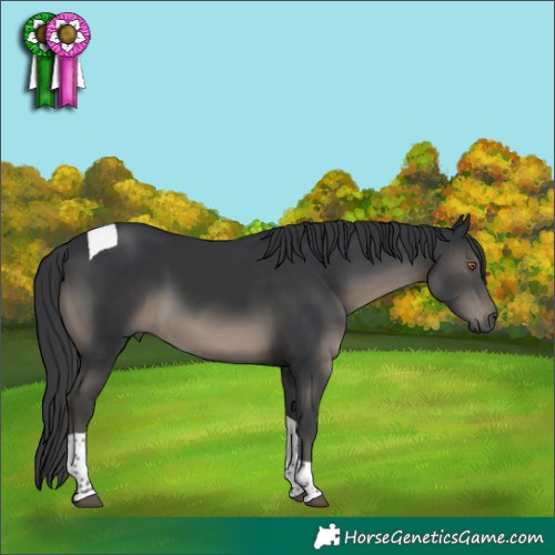 Horse Color:Black Tobiano