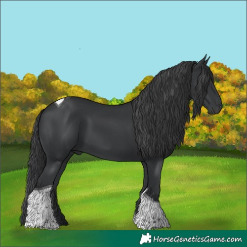 Horse Color:Black Tobiano
