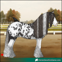 Horse Color:White Spotted Smoky Black Splash Appaloosa 