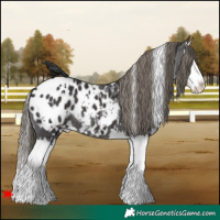 Horse Color:White Spotted Smoky Black Splash Blanket