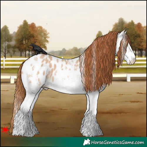 Horse Color:White Spotted Red Dun Appaloosa 