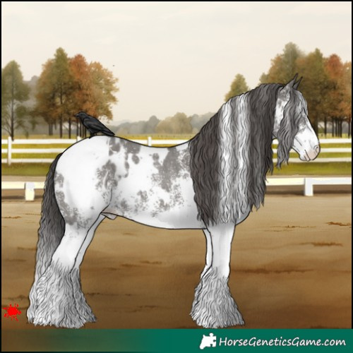 Horse Color:White Spotted Grullo Appaloosa