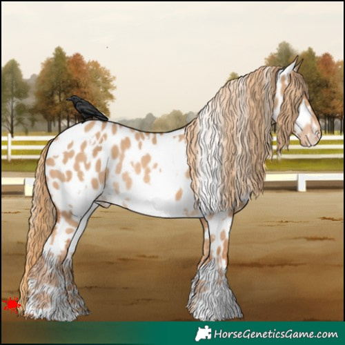 Horse Color:White Spotted Red Dun Appaloosa Rabicano
