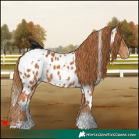 Horse Color:White Spotted Chestnut Near Leopard
