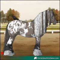 Horse Color:White Spotted Grullo Blanket