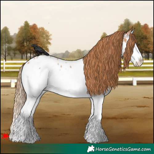 Horse Color:Bay Pearl Splash Appaloosa