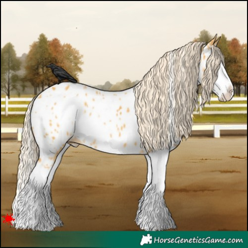 Horse Color:White Spotted Palomino Splash Near Leopard 