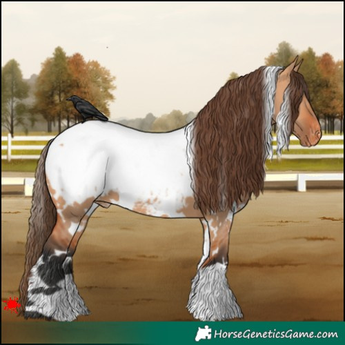 Horse Color:White Spotted Bay Dun Appaloosa 