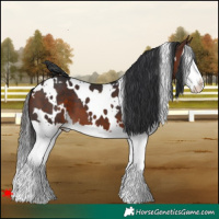 Horse Color:White Spotted Brown Splash 