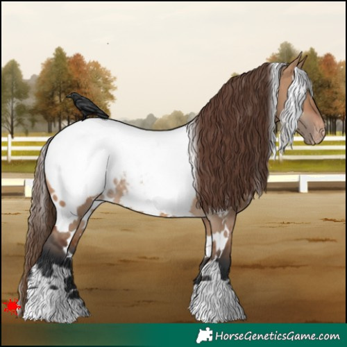 Horse Color:White Spotted Bay Dun Appaloosa