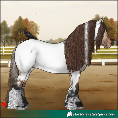 Horse Color:White Spotted Brown Dun Appaloosa 
