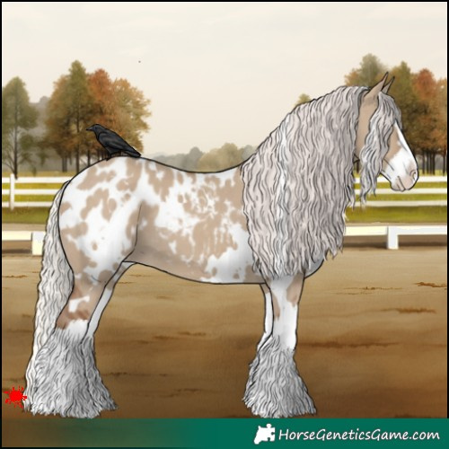 Horse Color:White Spotted Silver Grullo Splash Appaloosa 
