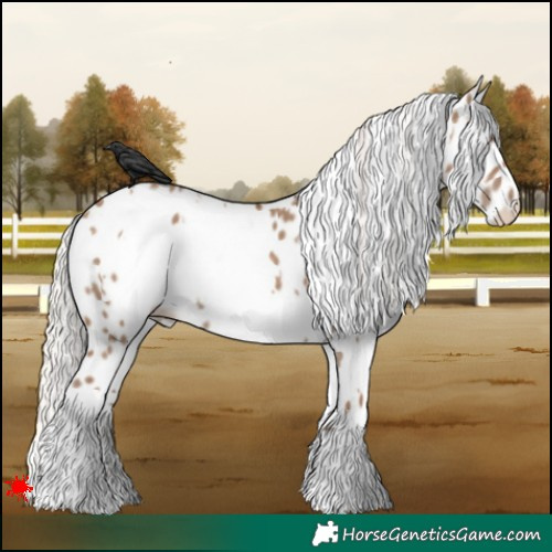 Horse Color:White Spotted Silver Grullo Appaloosa