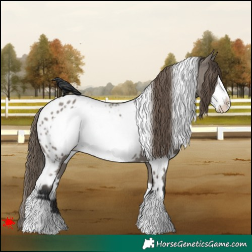 Horse Color:White Spotted Grullo Frame Appaloosa