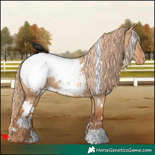 Horse Color:White Spotted Red Dun Appaloosa 