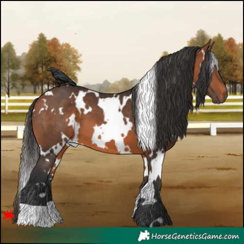 Horse Color:White Spotted Bay 