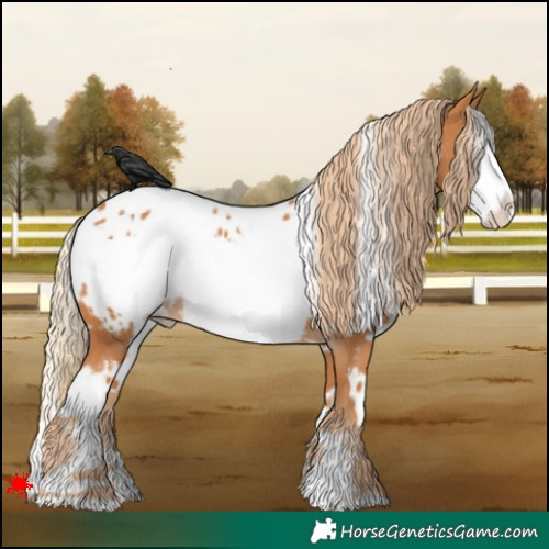 Horse Color:White Spotted Chestnut Frame Appaloosa 