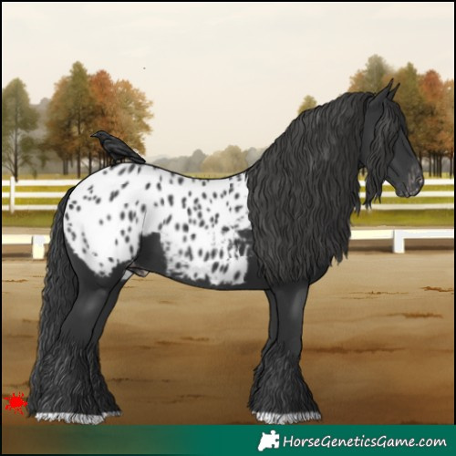 Horse Color:Black Appaloosa 