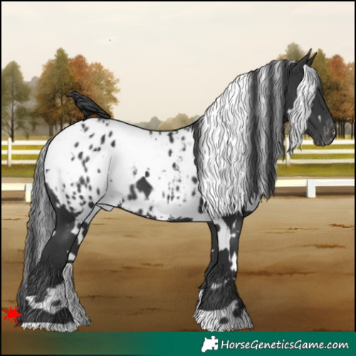 Horse Color:White Spotted Black Appaloosa