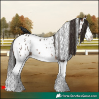 Horse Color:White Spotted Brown Splash Near Leopard 