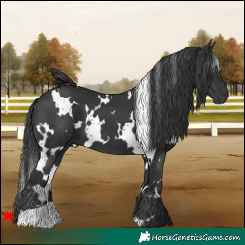 Horse Color:White Spotted Black