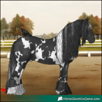 Horse Color:White Spotted Black 
