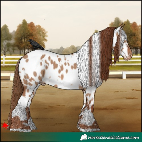 Horse Color:White Spotted Red Dun Appaloosa 