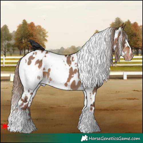 Horse Color:White Spotted Liver Red Dun Appaloosa