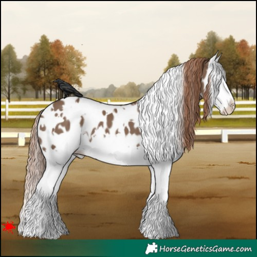 Horse Color:White Spotted Liver Red Dun Splash Appaloosa 
