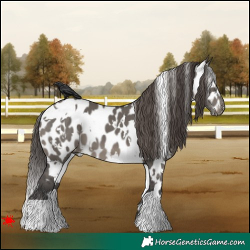 Horse Color:White Spotted Grullo Appaloosa 