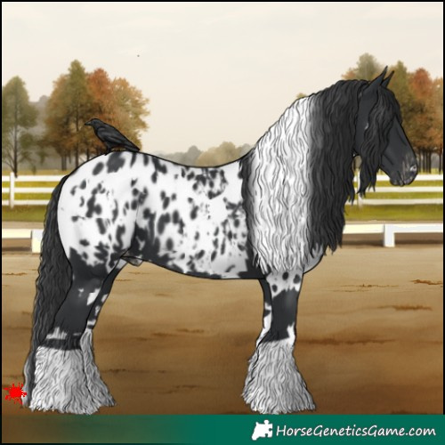 Horse Color:White Spotted Black Appaloosa