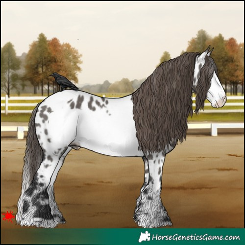 Horse Color:White Spotted Grullo Frame Appaloosa