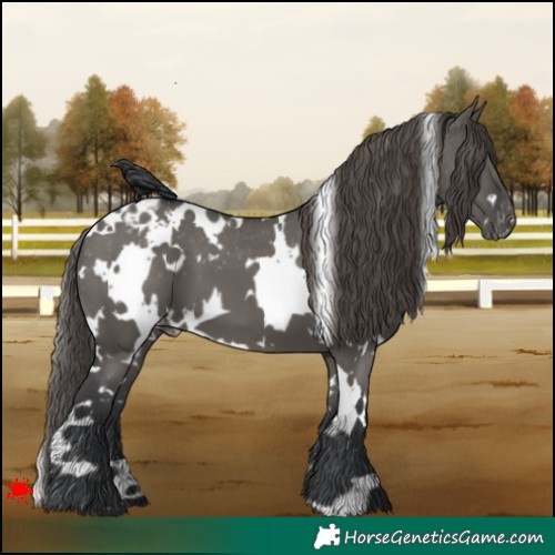 Horse Color:White Spotted Grullo Appaloosa 