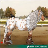 Horse Color:White Spotted Silver Bay Dun Appaloosa