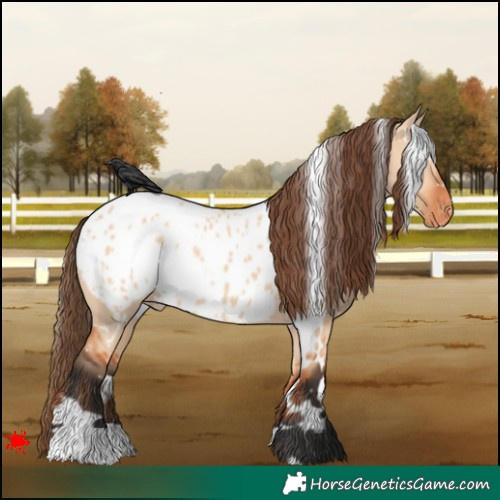 Horse Color:White Spotted Bay Dun Appaloosa 