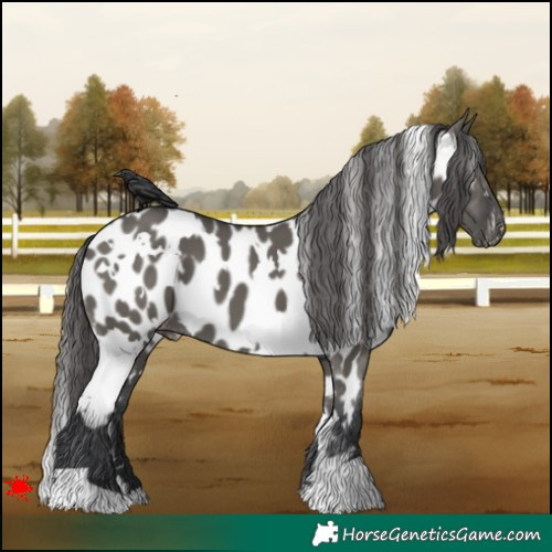 Horse Color:White Spotted Grullo Near Leopard 