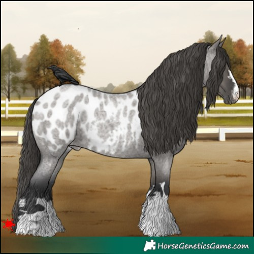 Horse Color:Grullo Roan Appaloosa 