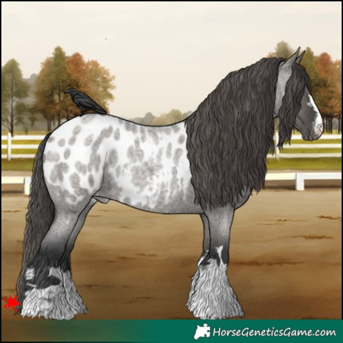 Horse Color:Grullo Roan Blanket