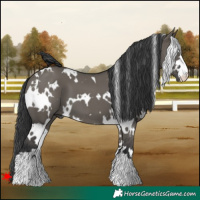 Horse Color:White Spotted Grullo 