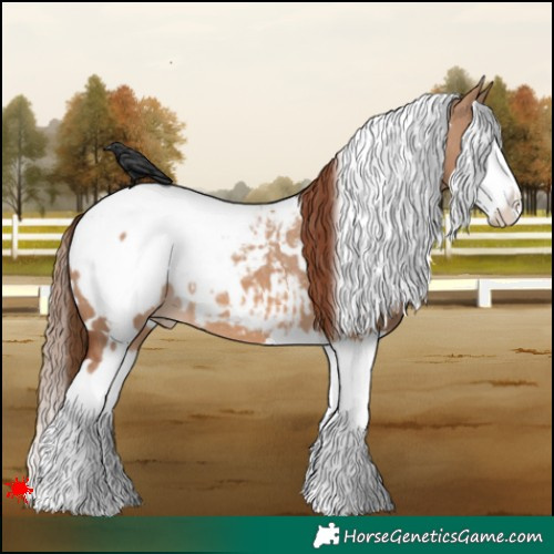 Horse Color:White Spotted Red Dun Splash Appaloosa 
