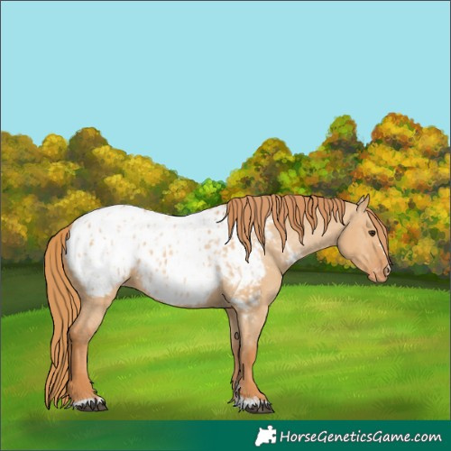 Horse Color:Red Dun Appaloosa  and Red Dun Appaloosa 