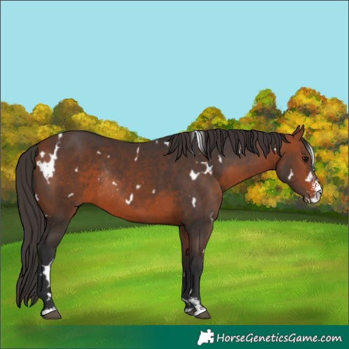 Horse Color:White Spotted Bay Sabino Rabicano 